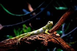 BANDED-IGUANE-03